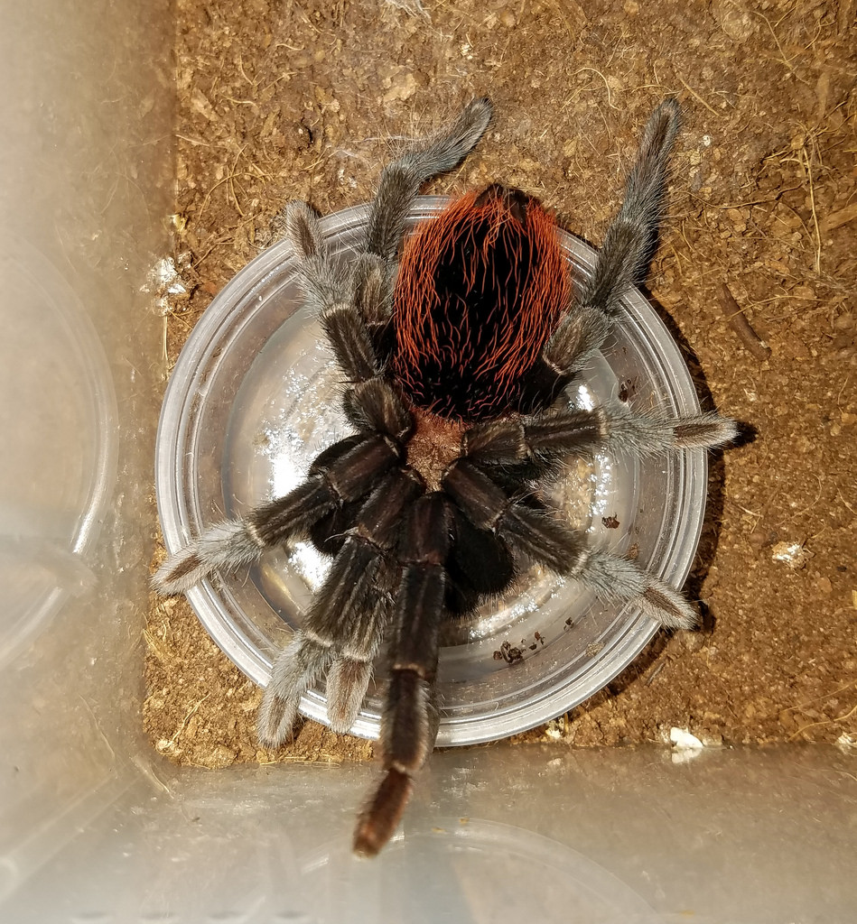 Male B.vagans Drinking
