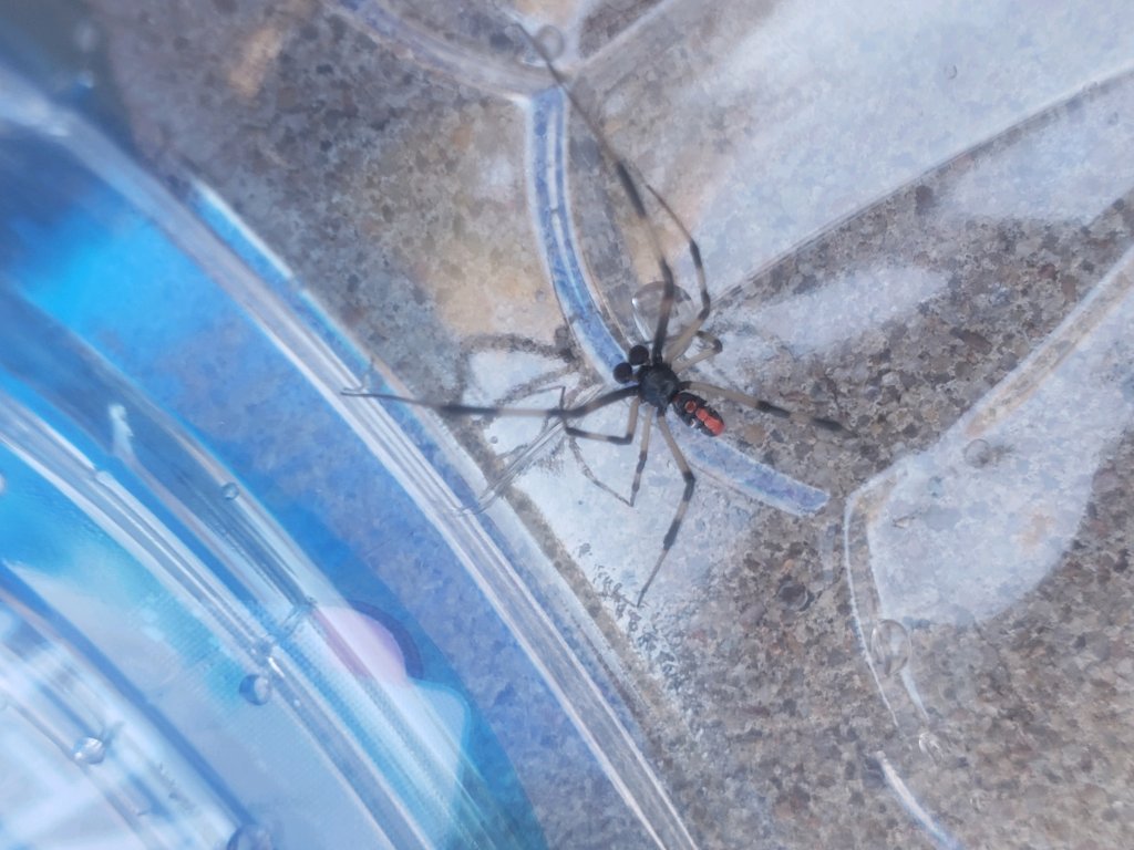 Male Black Widow