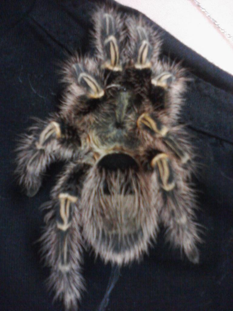 male chaco