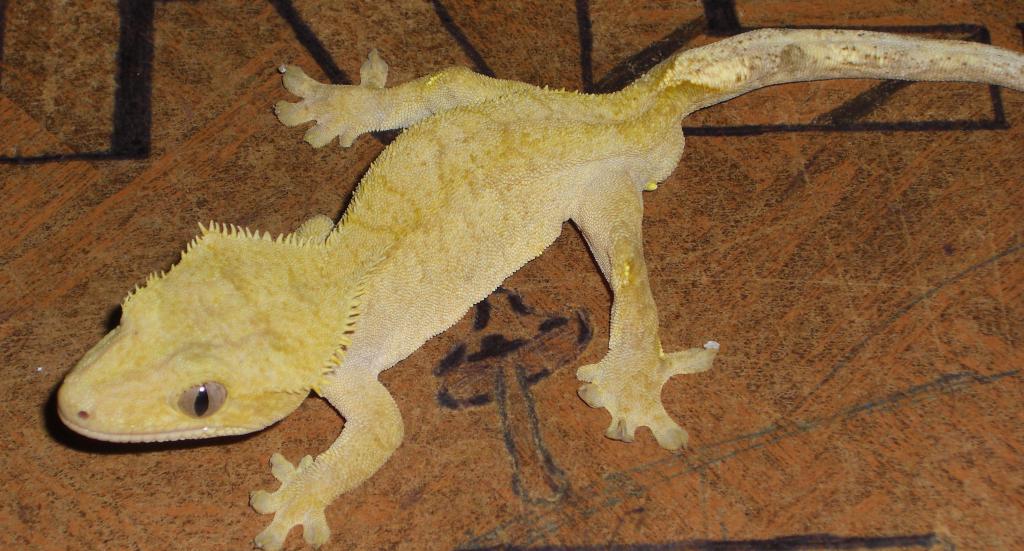 male crested gecko