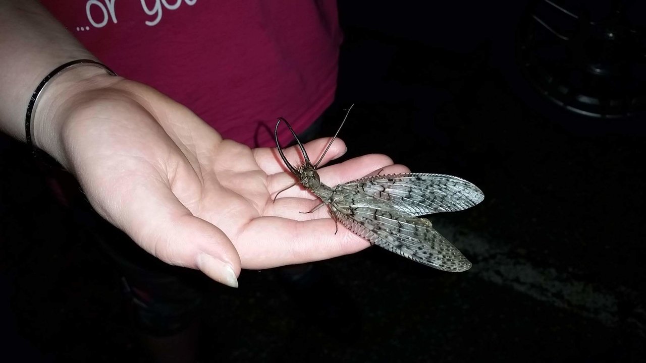Male dobsonfly