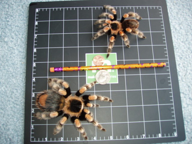 male/female Brachypelma Smithi