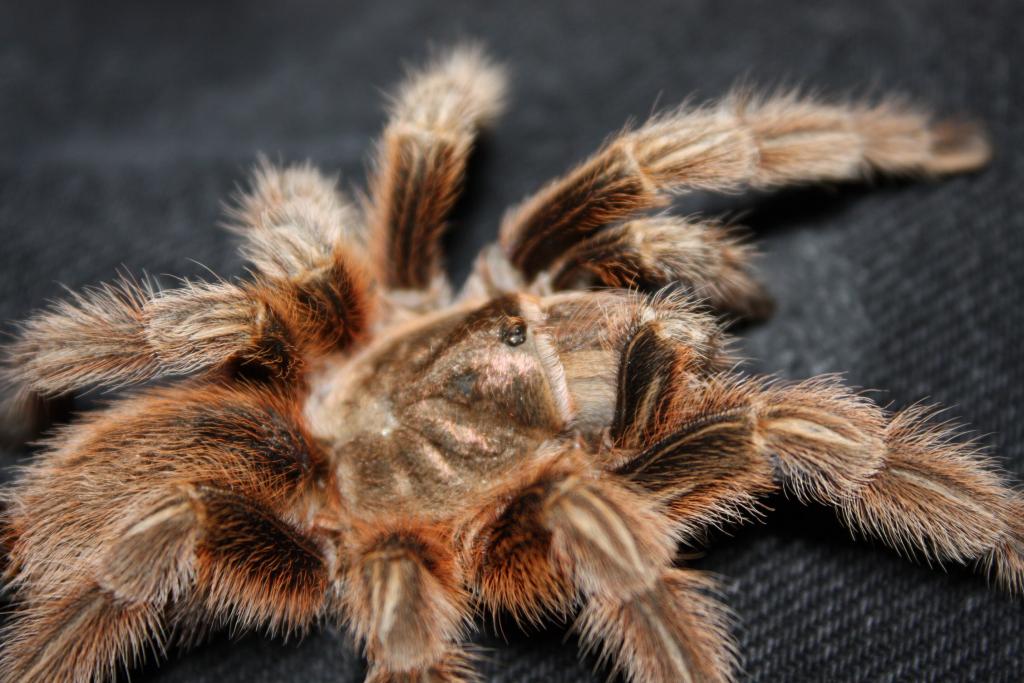 Male G. rosea