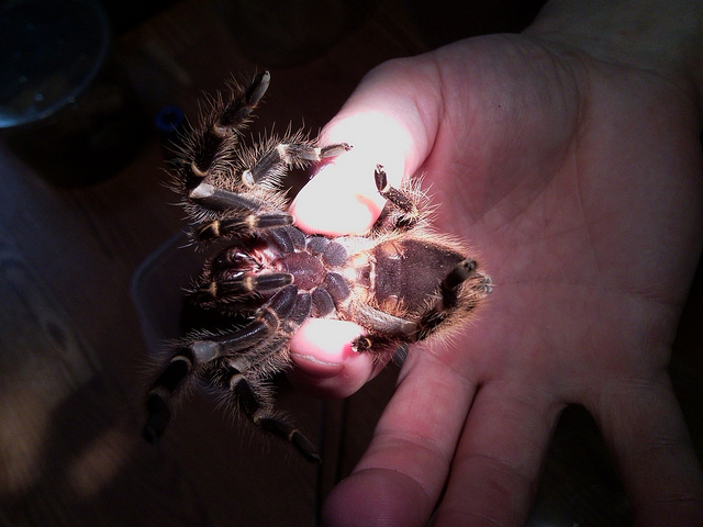 Male Grammostola pulchripes