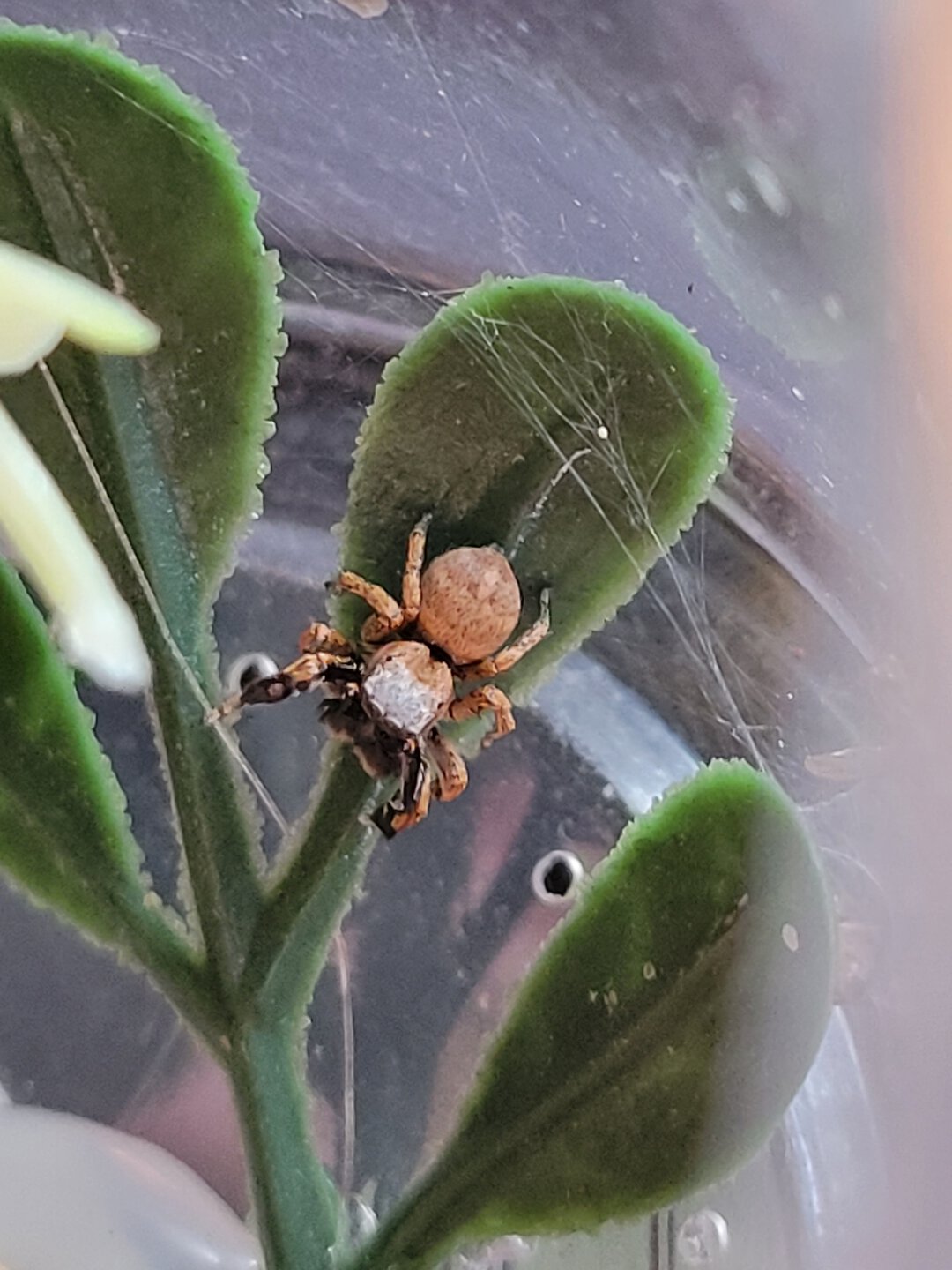Male Habronattus oregonensis
