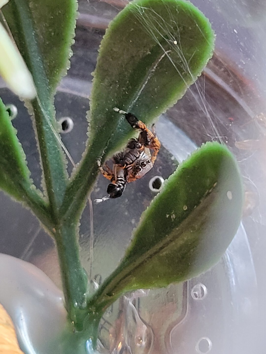 Male Habronattus oregonensis