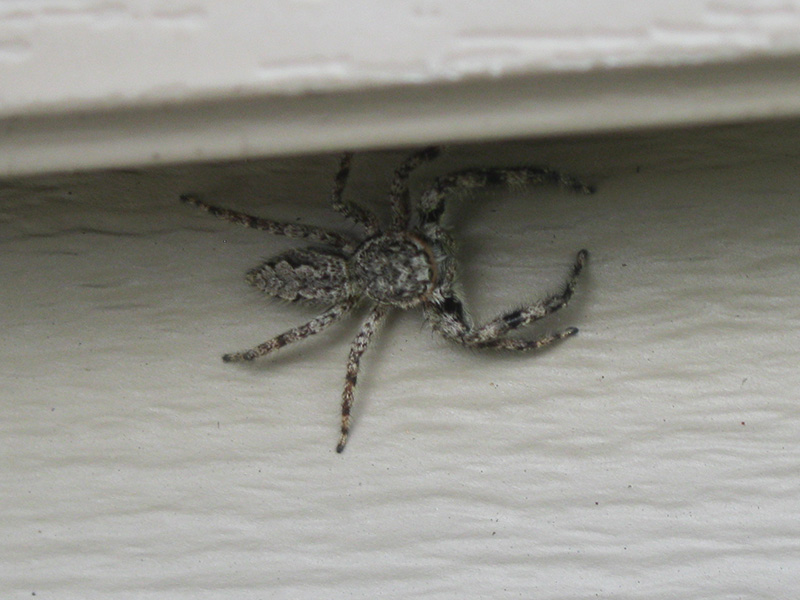 Male Jumper