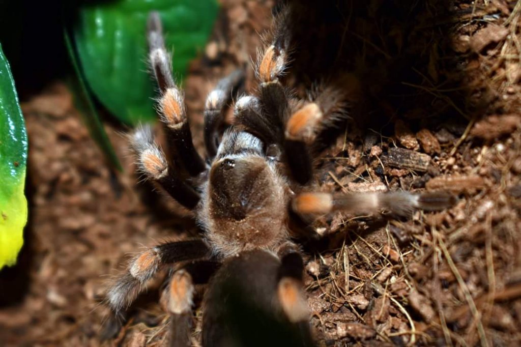 Male Juvie B. hamorii