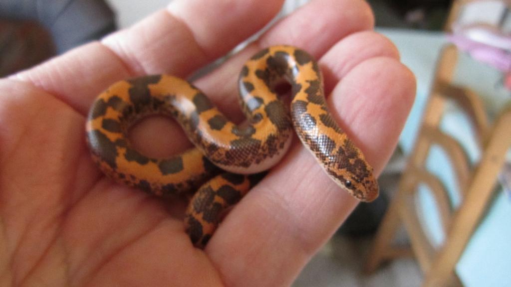 Male Kenyan Sand Boa