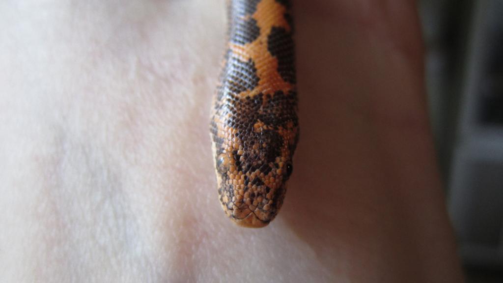 Male Kenyan Sand Boa