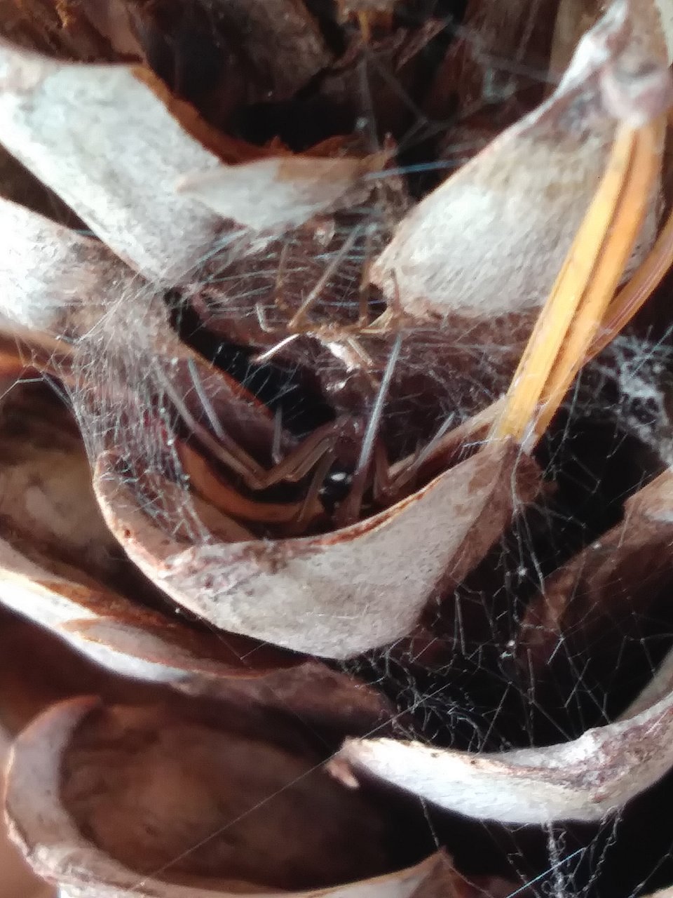 Male Latrodectus Variolus