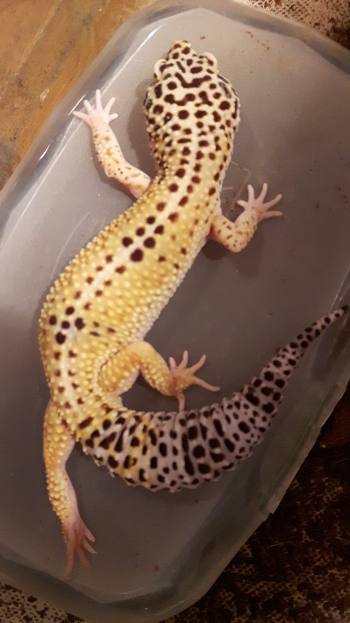 Male Leopard Gecko.