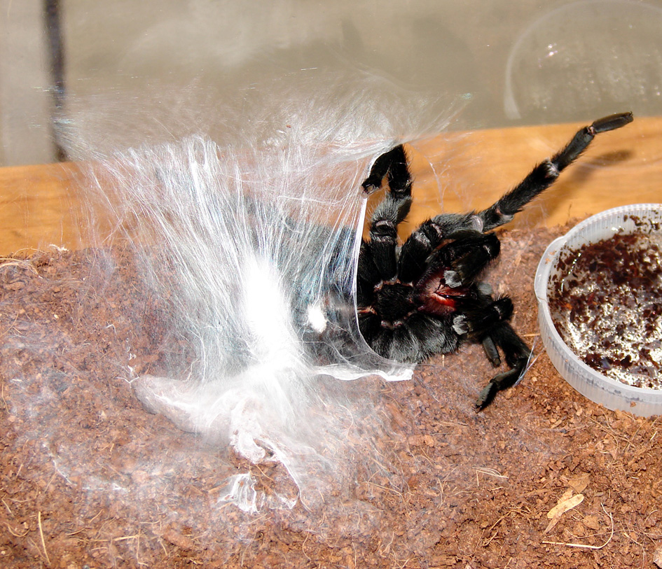 Male making a sperm web