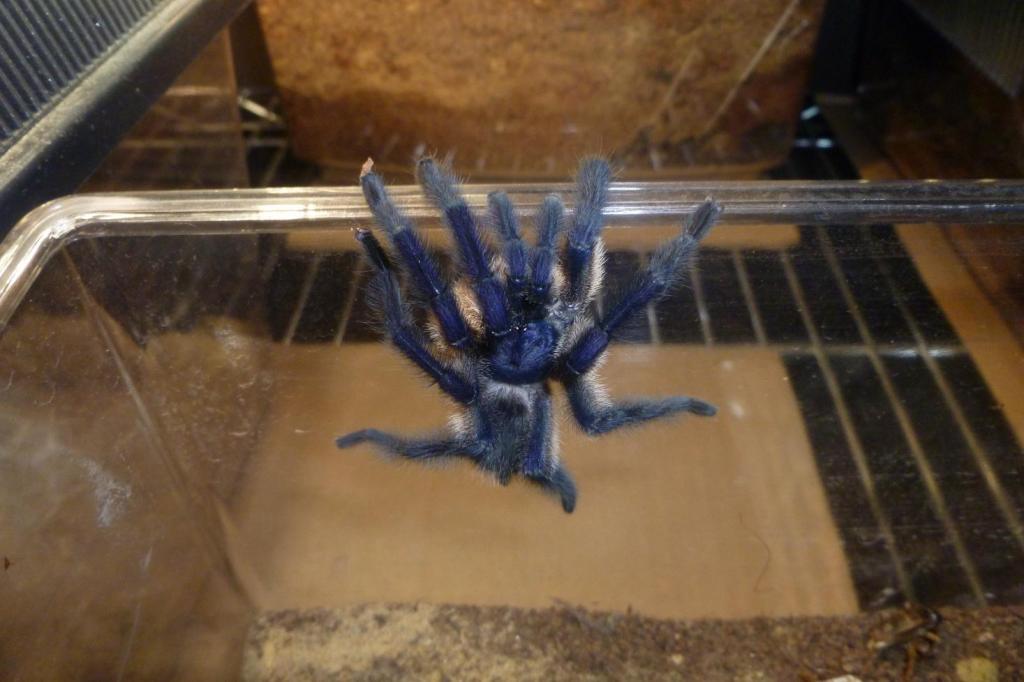 Male Monocentropus balfouri