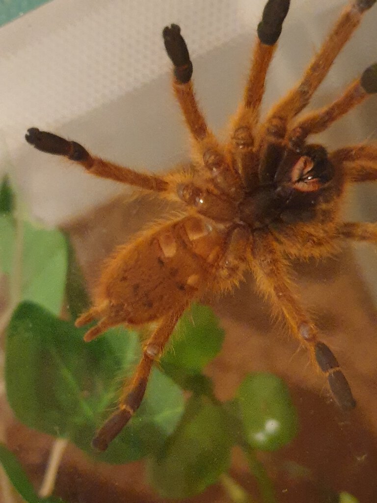 Male oder female? P.murinus