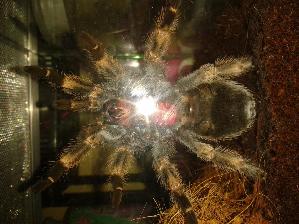 male or fem? b.smithi. tnx.