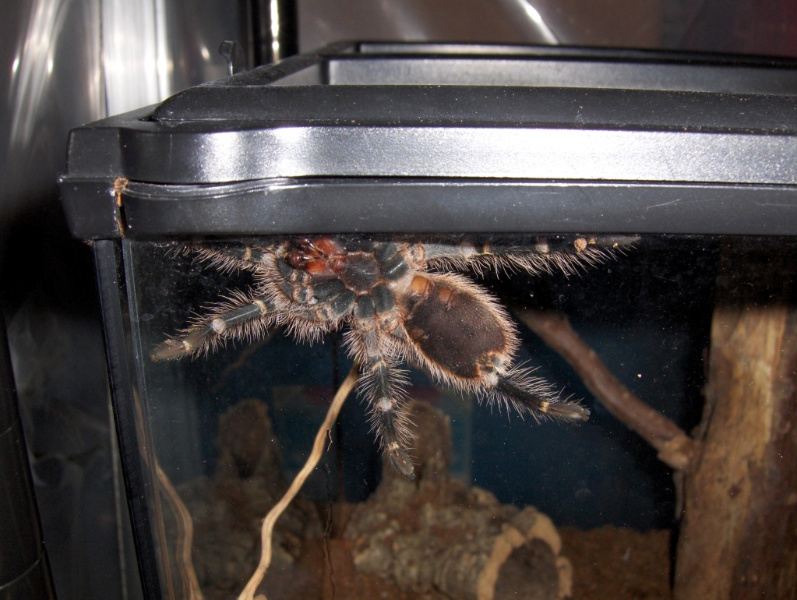 Male Or Female 3" G. Pulchripes