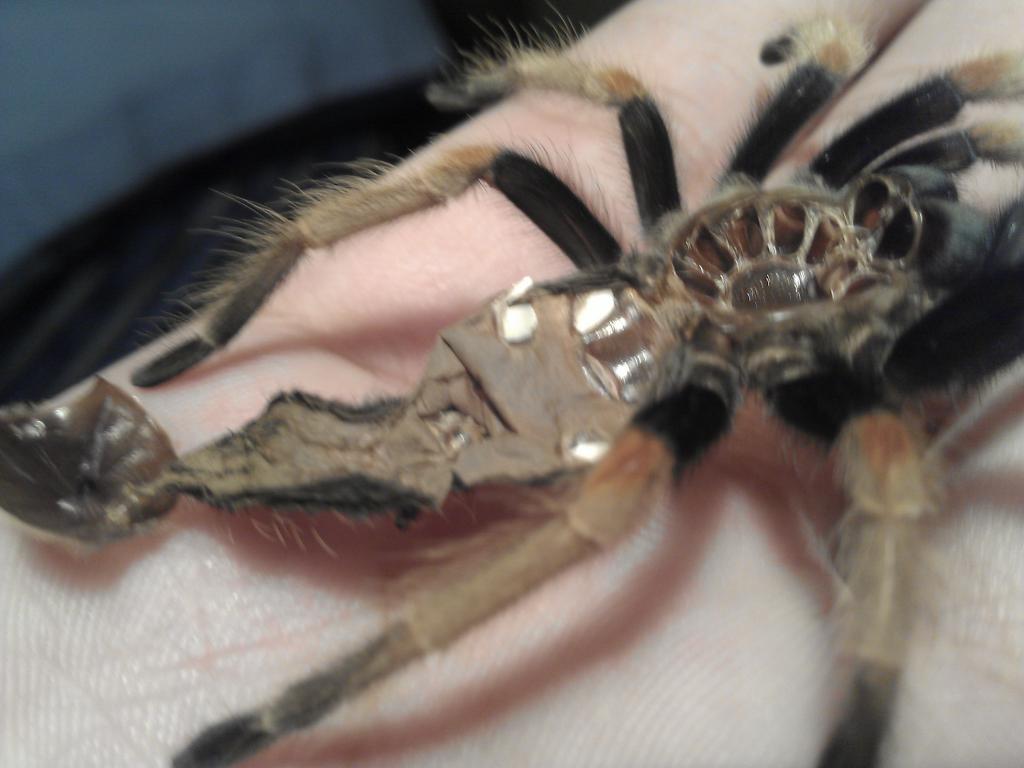 Male or Female B.Boehmei?