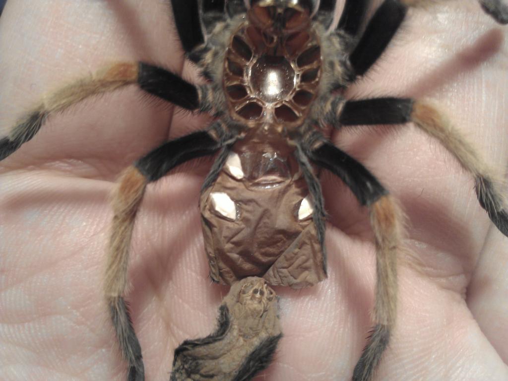 Male or Female B.Boehmei?