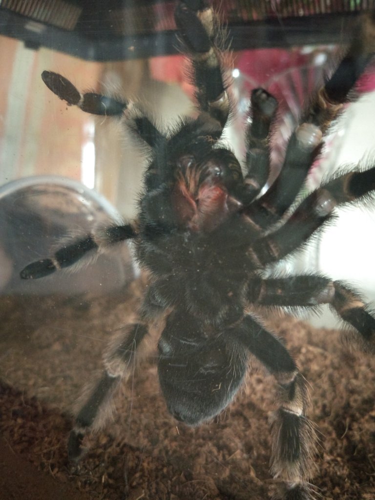 Male or female B. Hamorii?