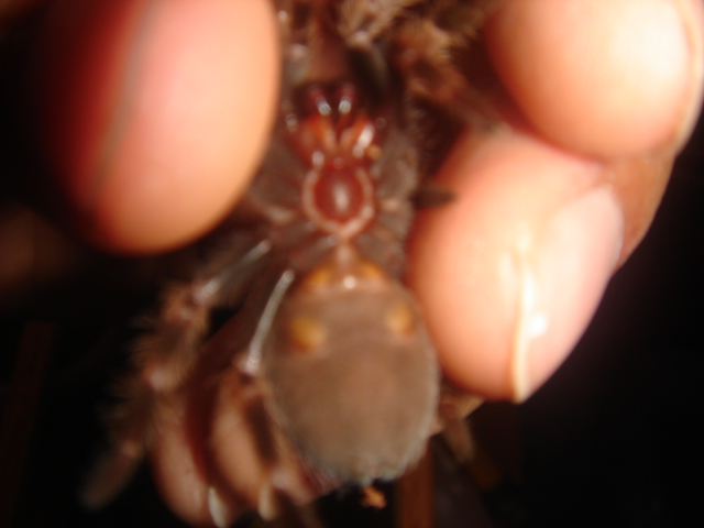 Male or Female B.Smithi?