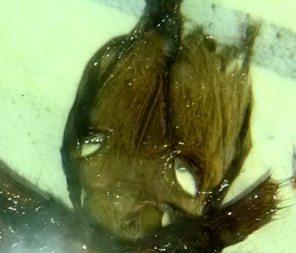 Male or female Brachypelma albiceps