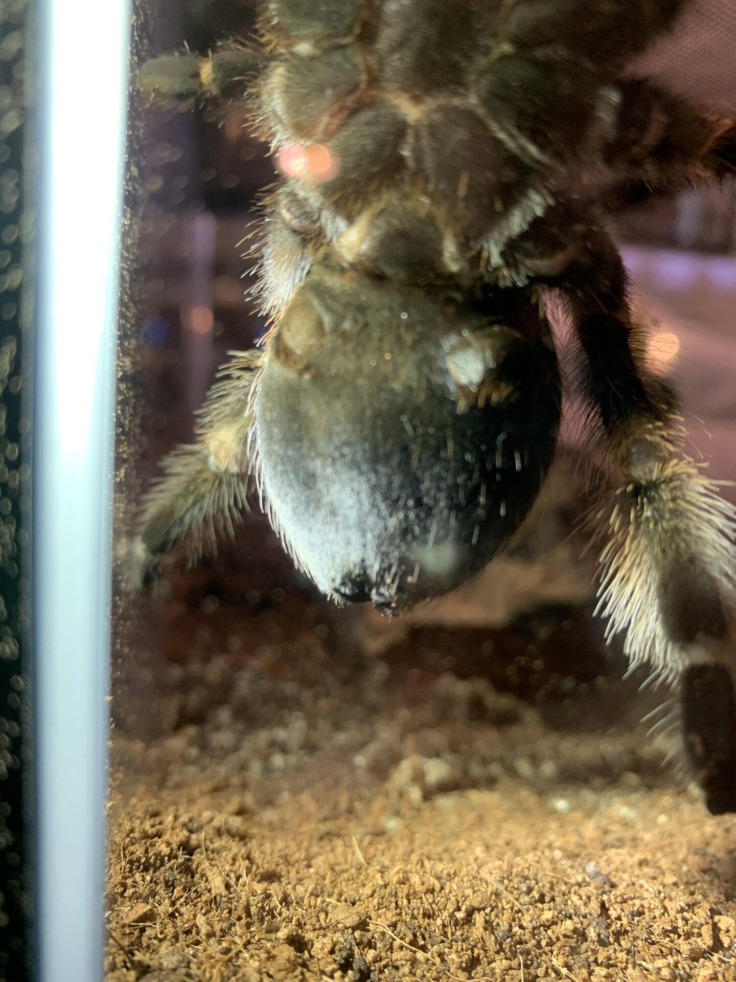 Male or Female Brachypelma Hamorii 5 inch DLS