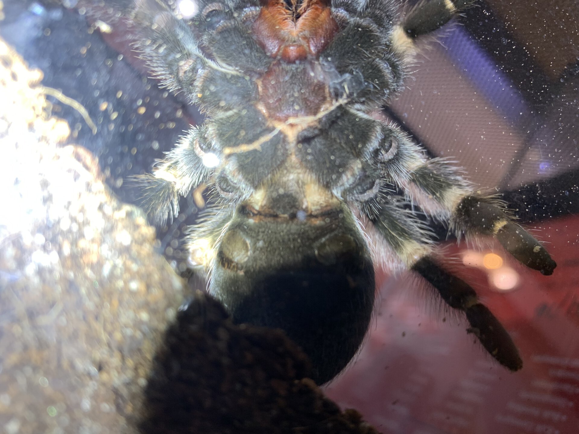 Male or Female Brachypelma Hamorii 5 inch DLS