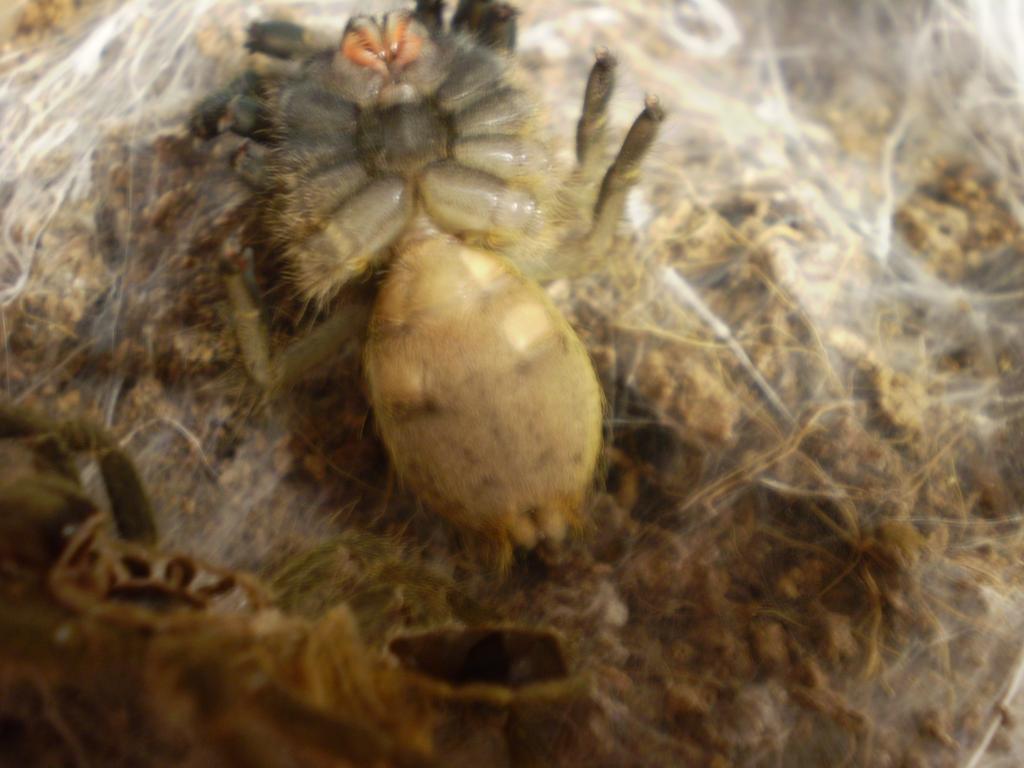 Male or female? Ceratogyrus sanderi