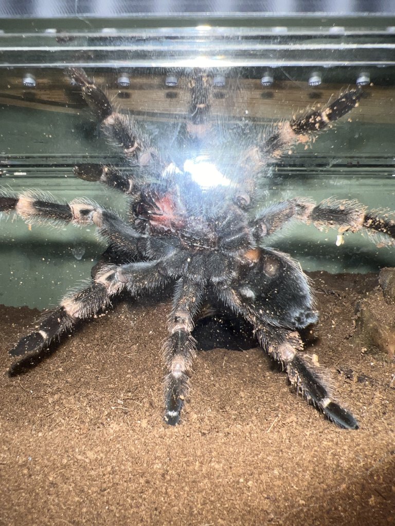 Male or Female (Mexican Red Knee)