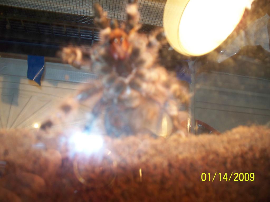 male or female?n. coloratovillisus