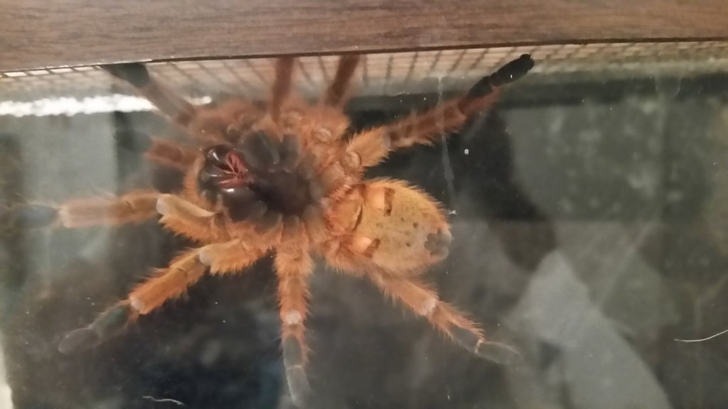 Male or female obt?