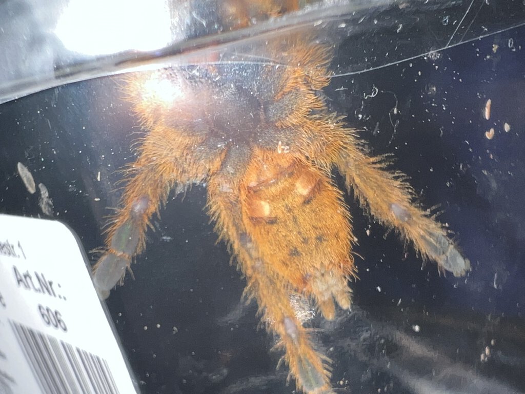 Male or female Obt