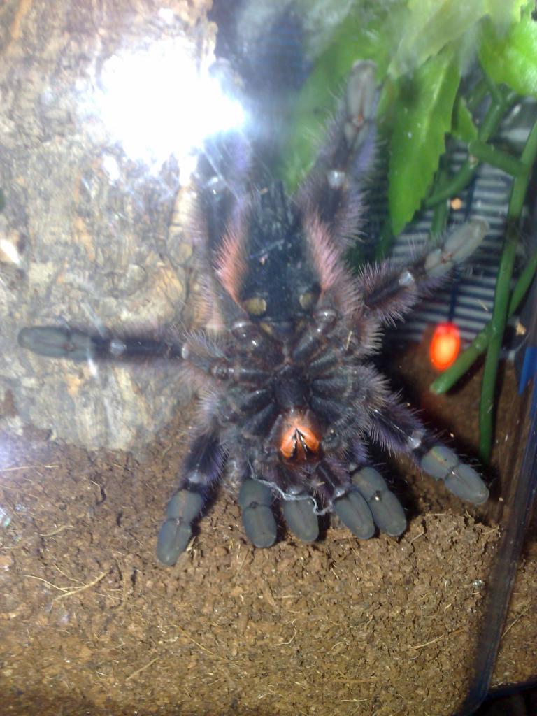 male or female please A.versicolor