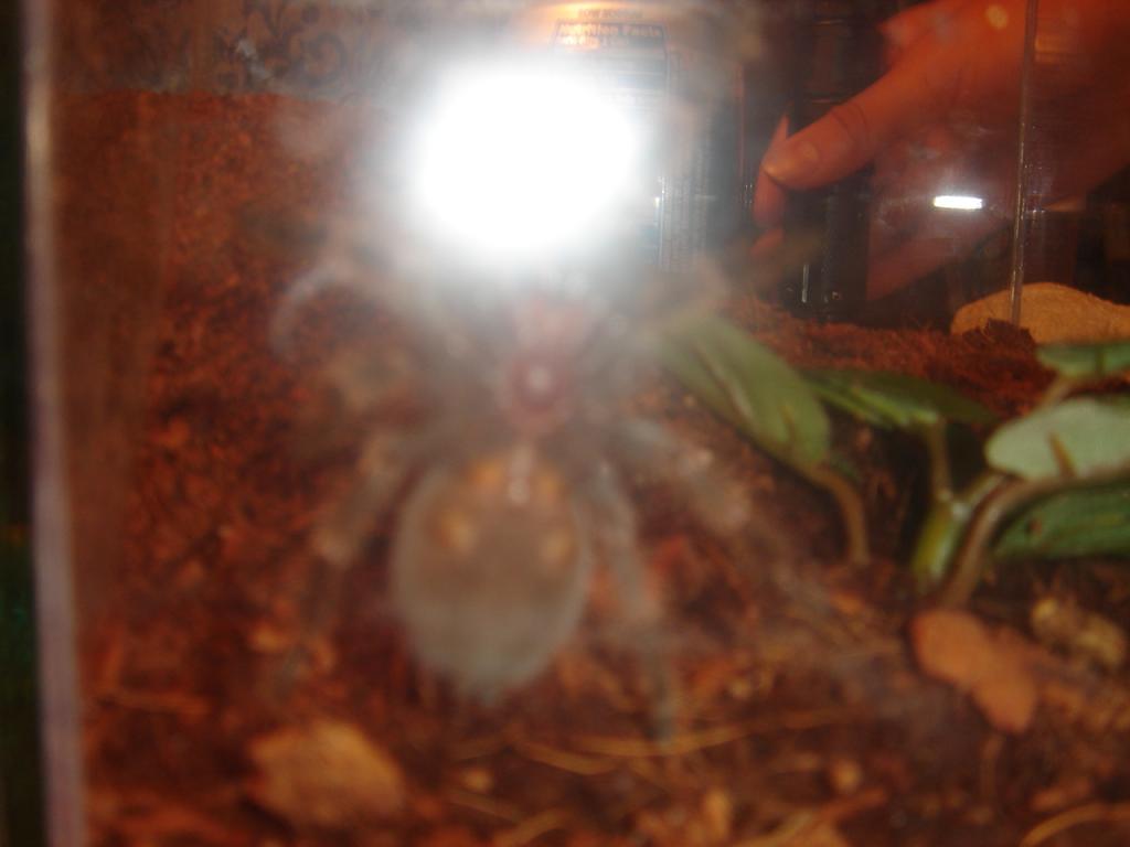 Male or Female Red Knee?!?!