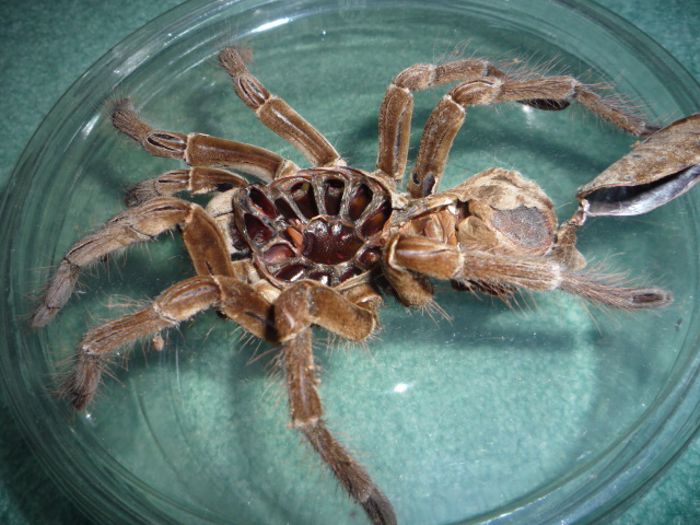 Male or female? Stirmi or Blondi?