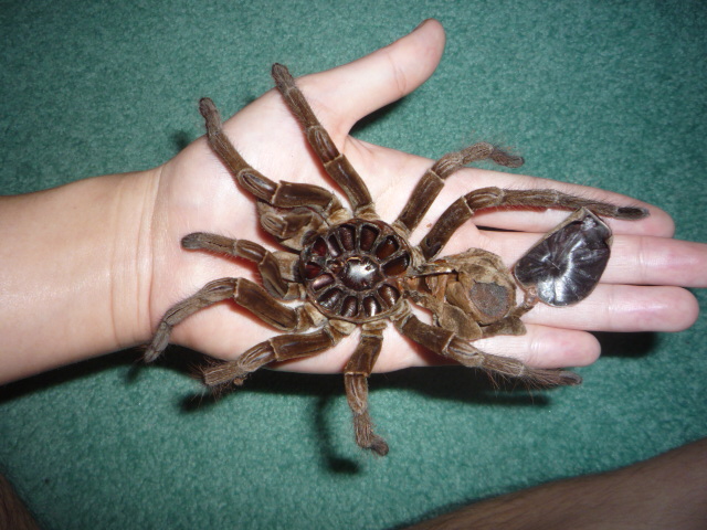Male or female? Stirmi or Blondi?