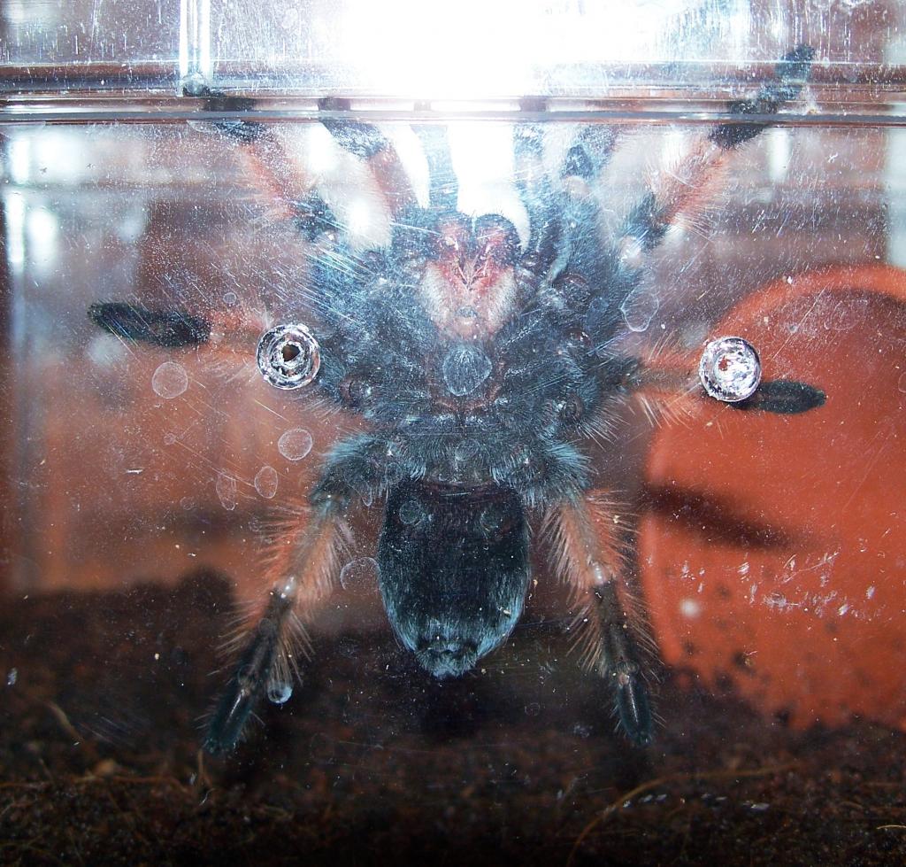 male or female?