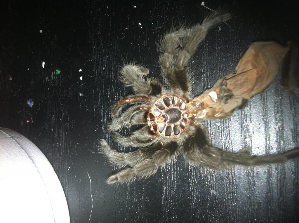 Male OR Female?