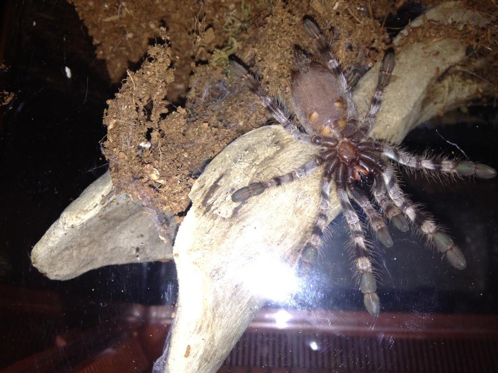 male or female