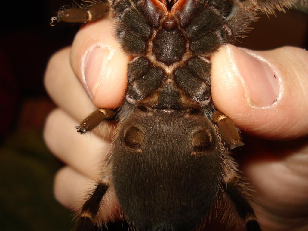 Male or Female