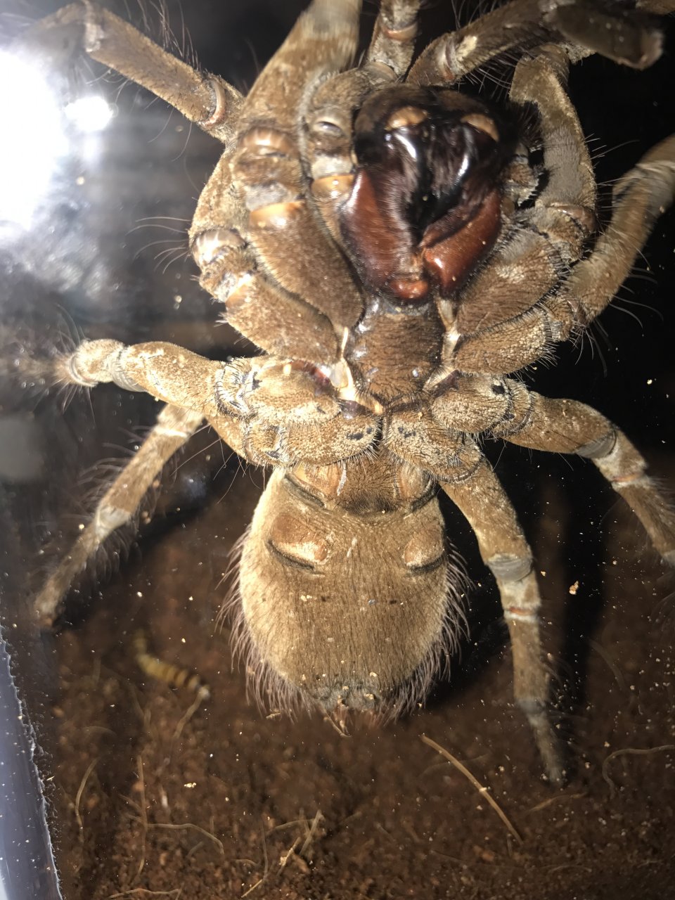 Male or female?