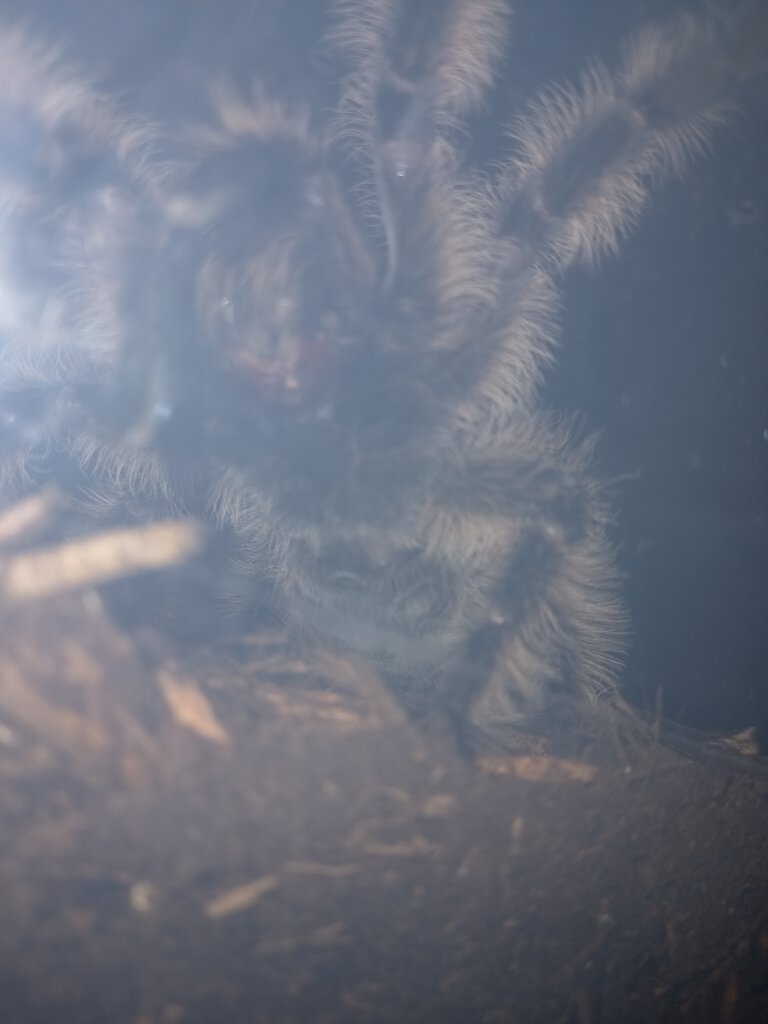 Male or Female