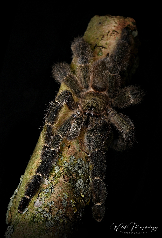 Male P. reduncus