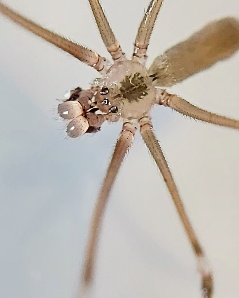 Male Pholcus phalangioides