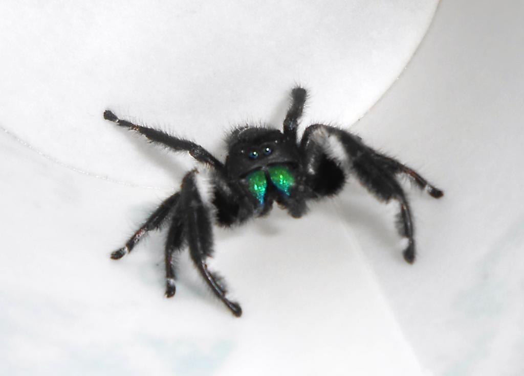 Male regal jumping spider