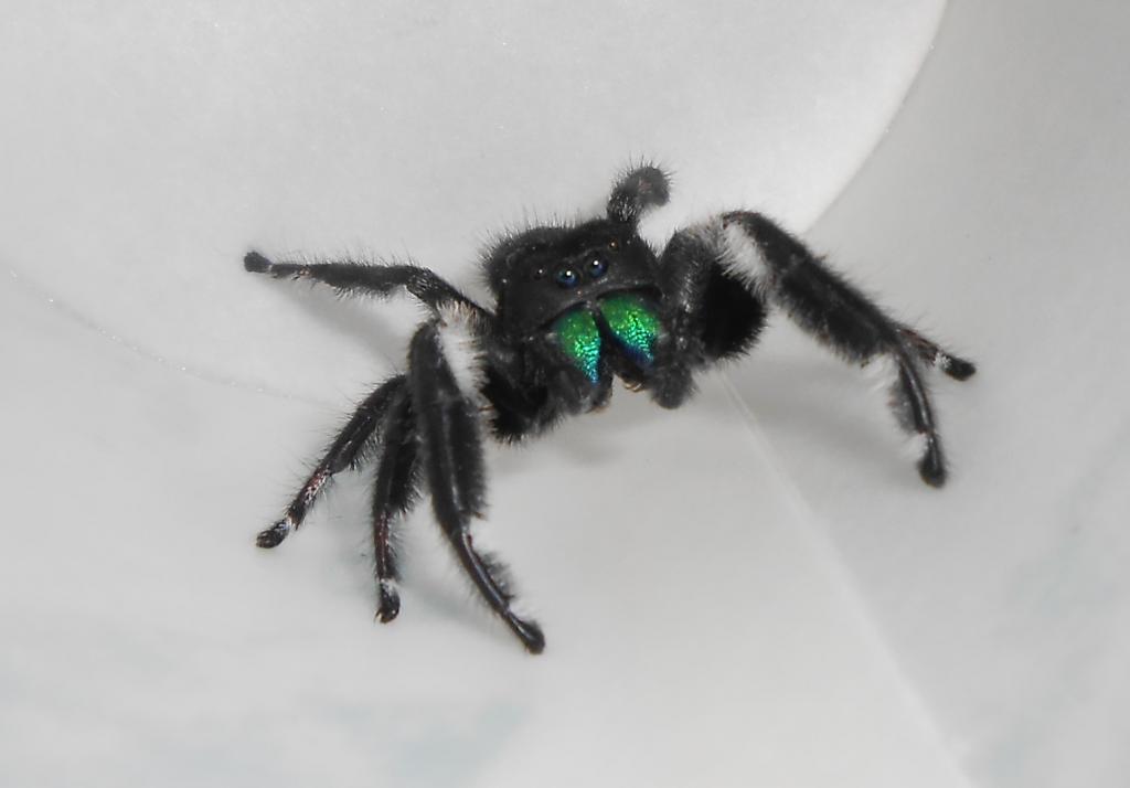 Male regal jumping spider