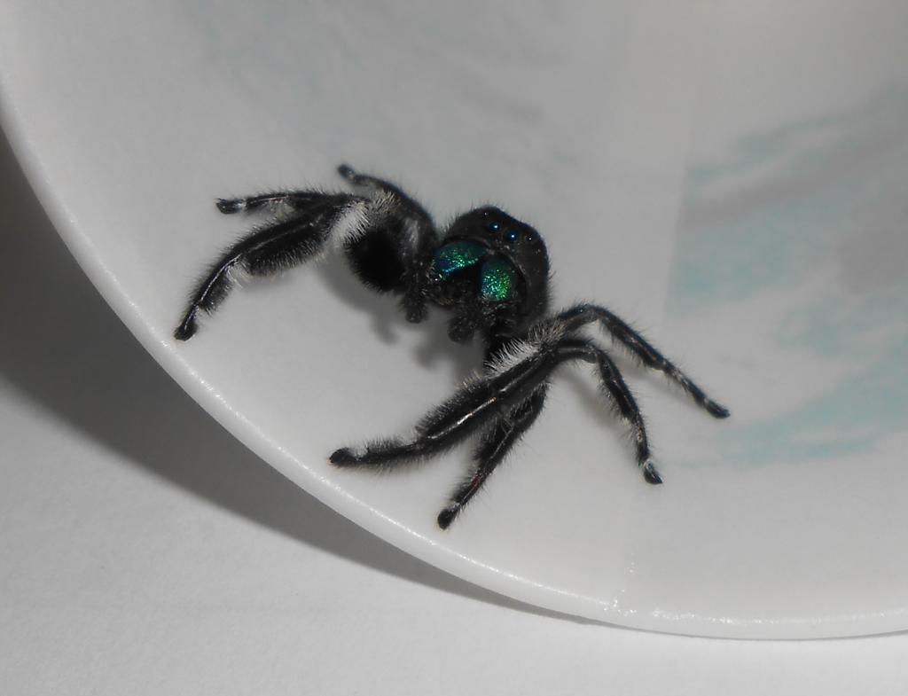 Male regal jumping spider