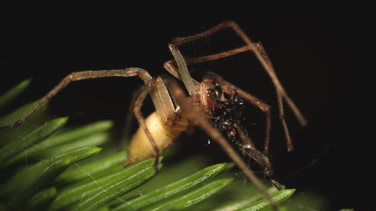 Male sac spider having a snack