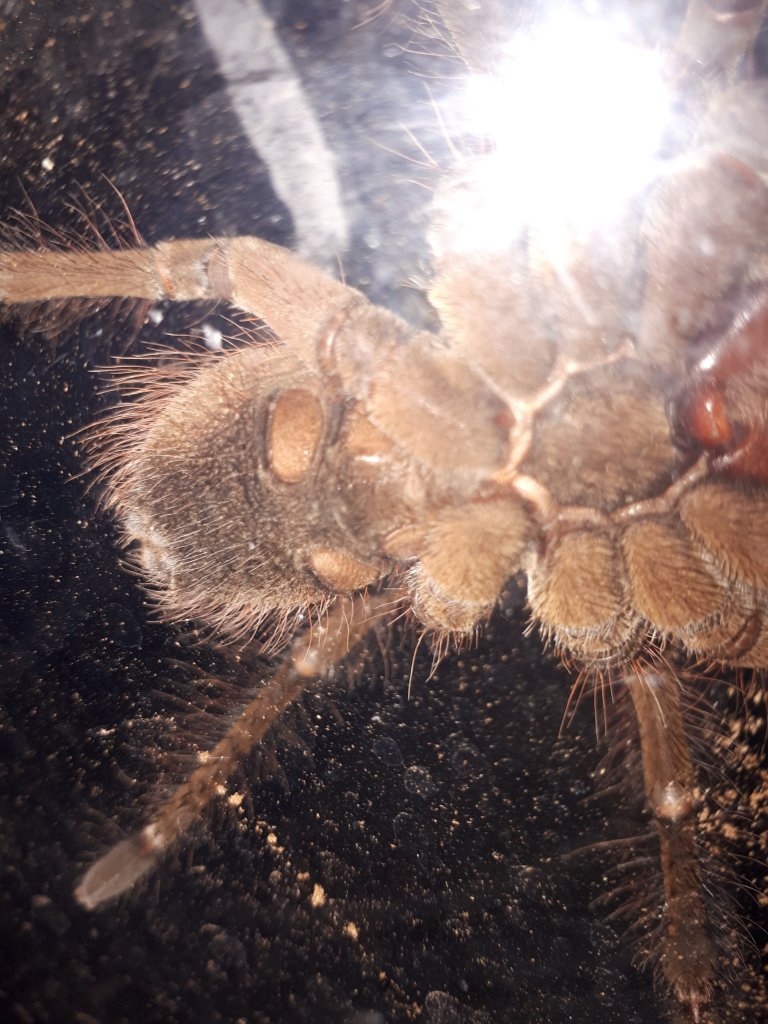 Male stirmi ? ( reuploaded)